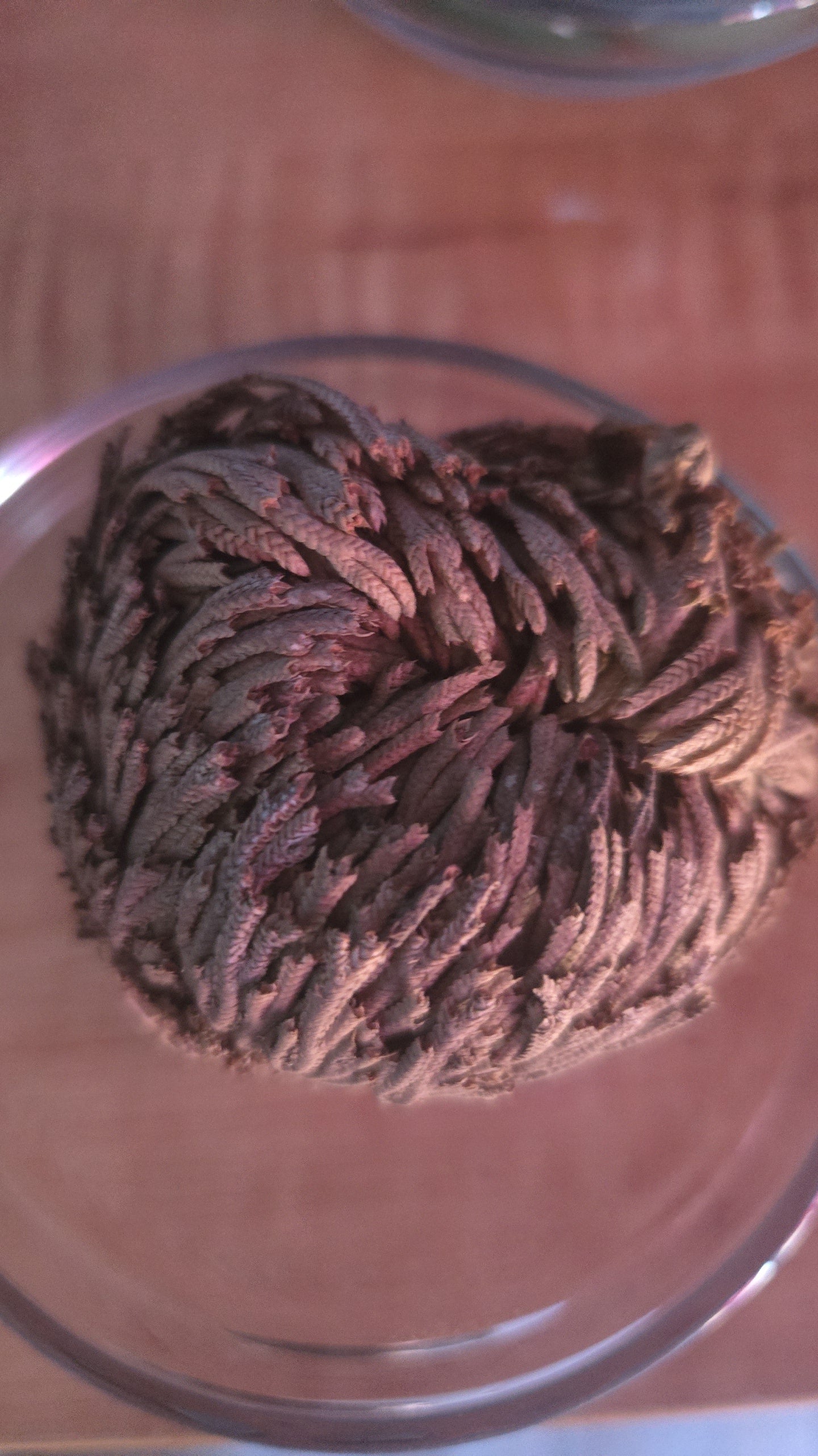 Rose of Jericho