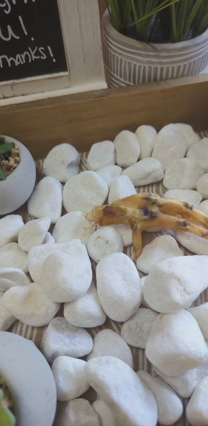 Charmed Chicken Foot for protection rituals and spiritual use.