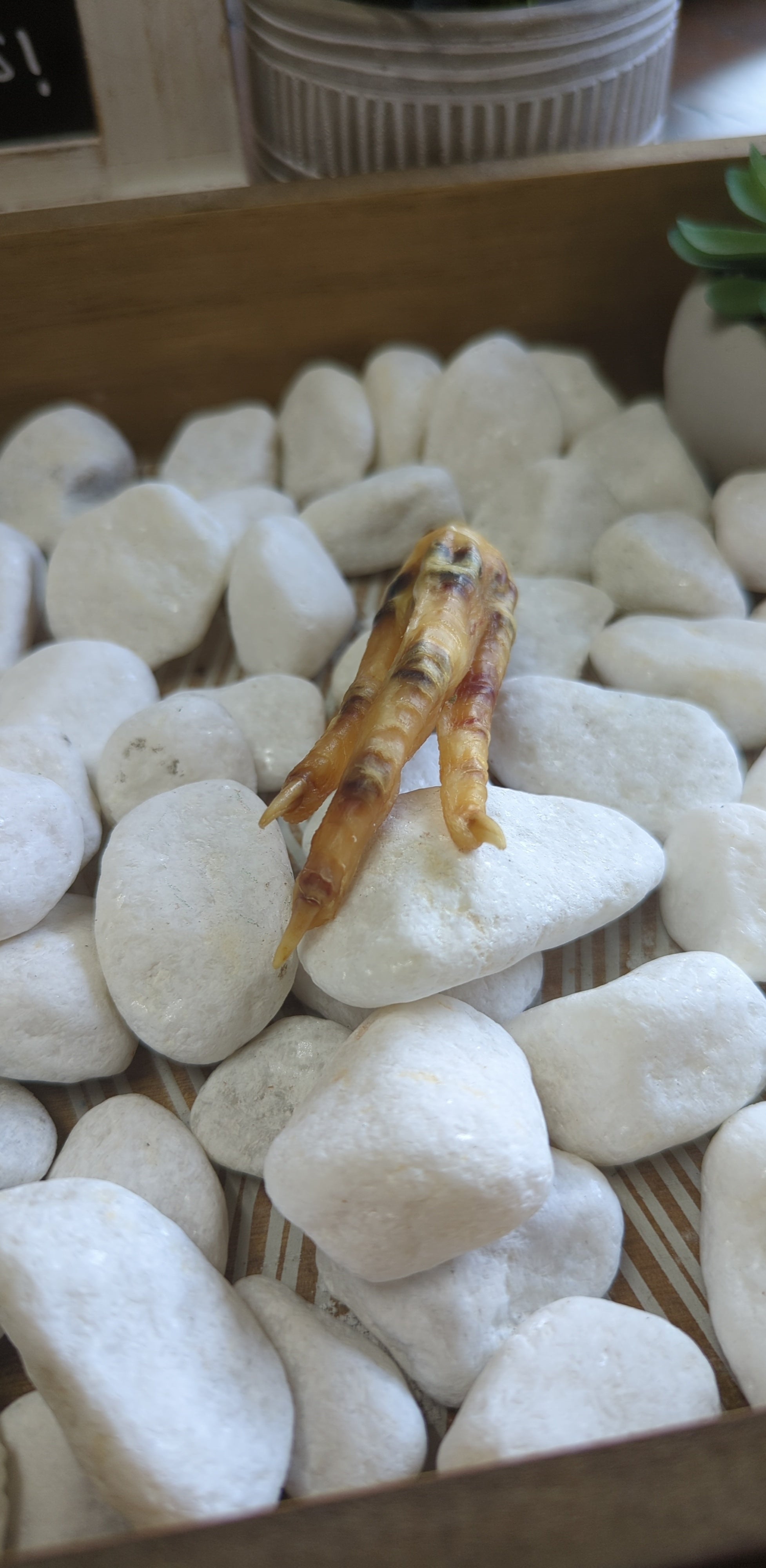 Charmed Chicken Foot for protection rituals and spiritual use.