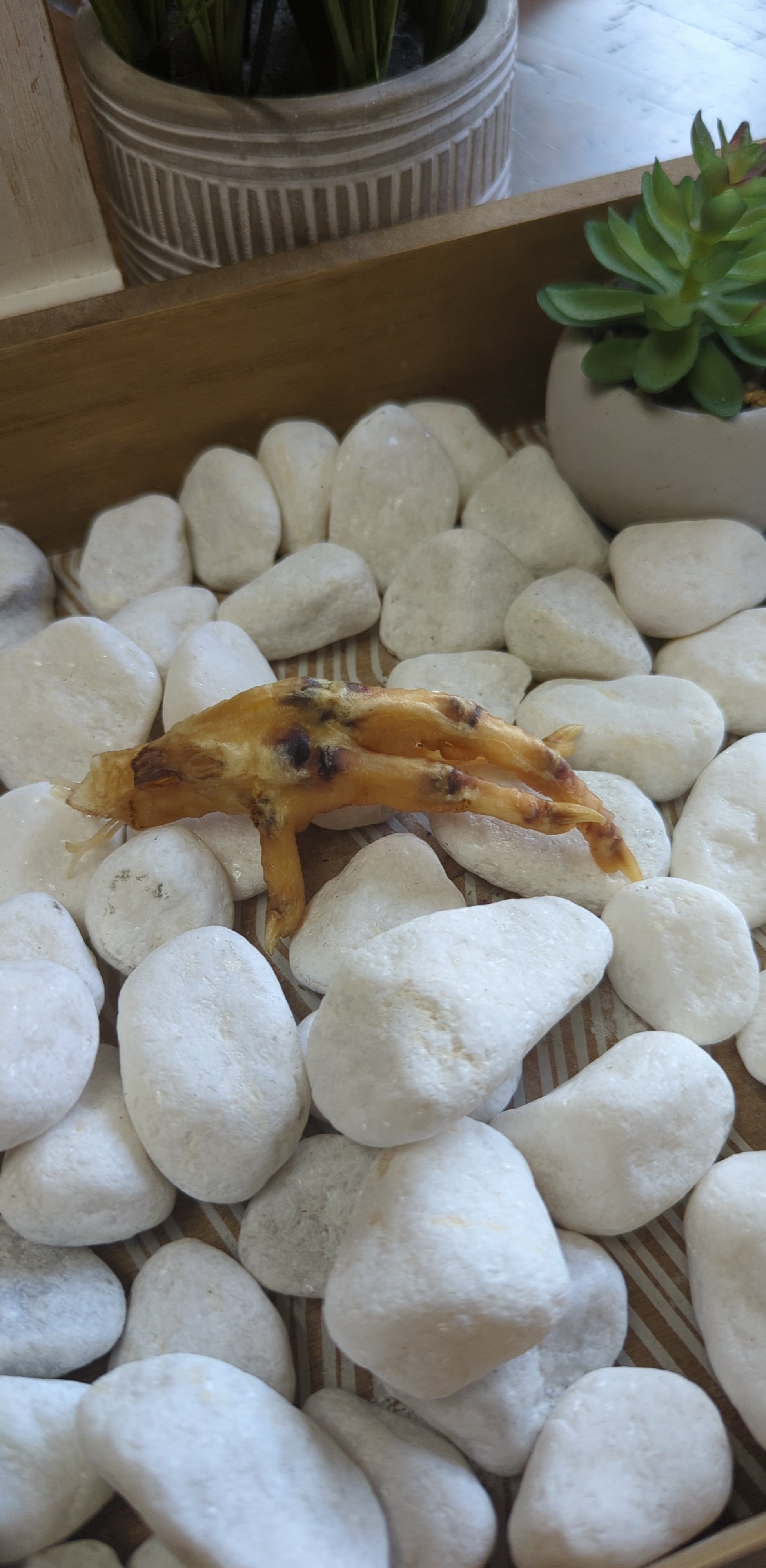 Charmed Chicken Foot for protection rituals and spiritual use.