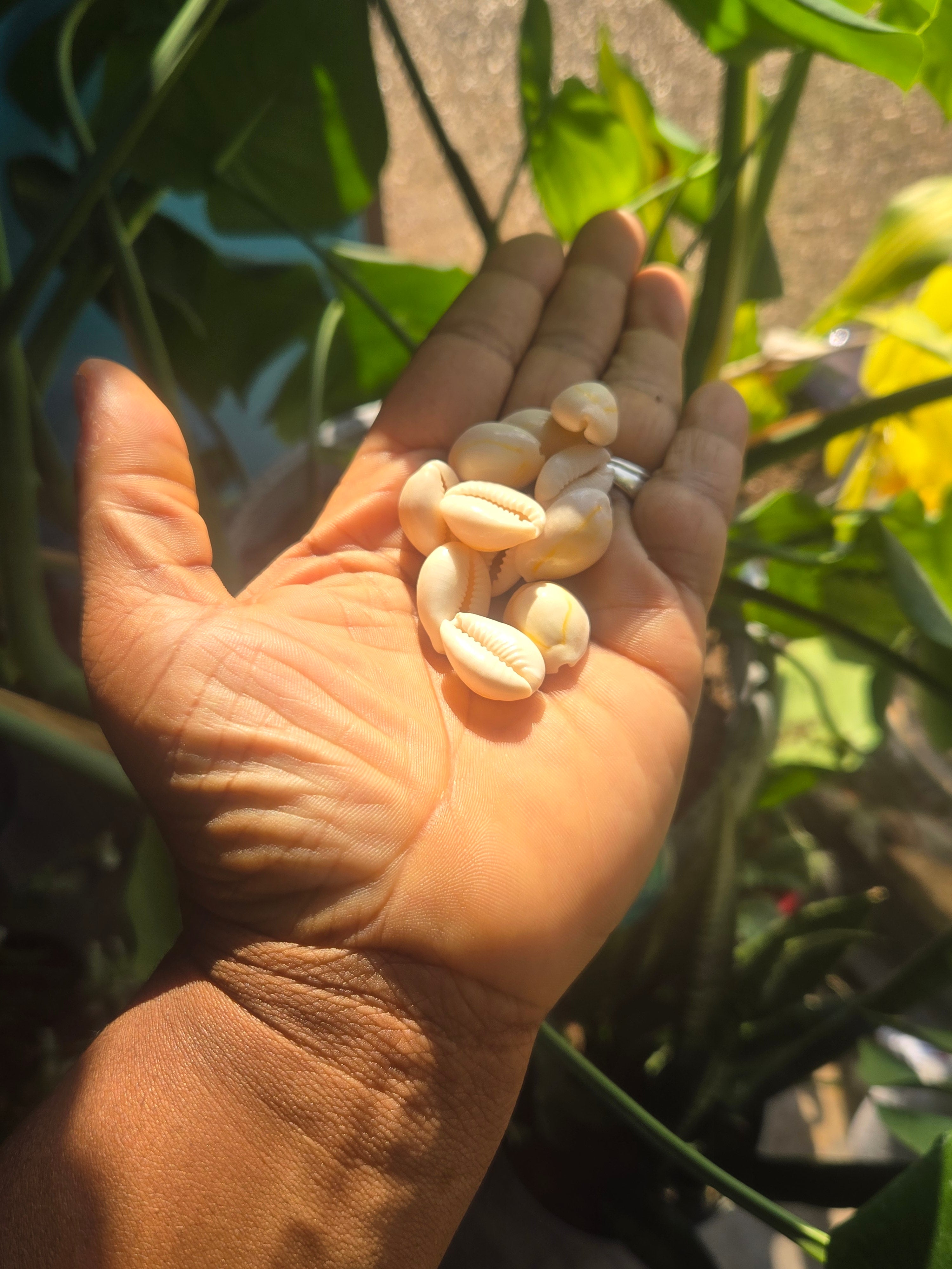 "Echoes of Ancestors: The Sacred Role of Cowrie Shells in Altar Work"