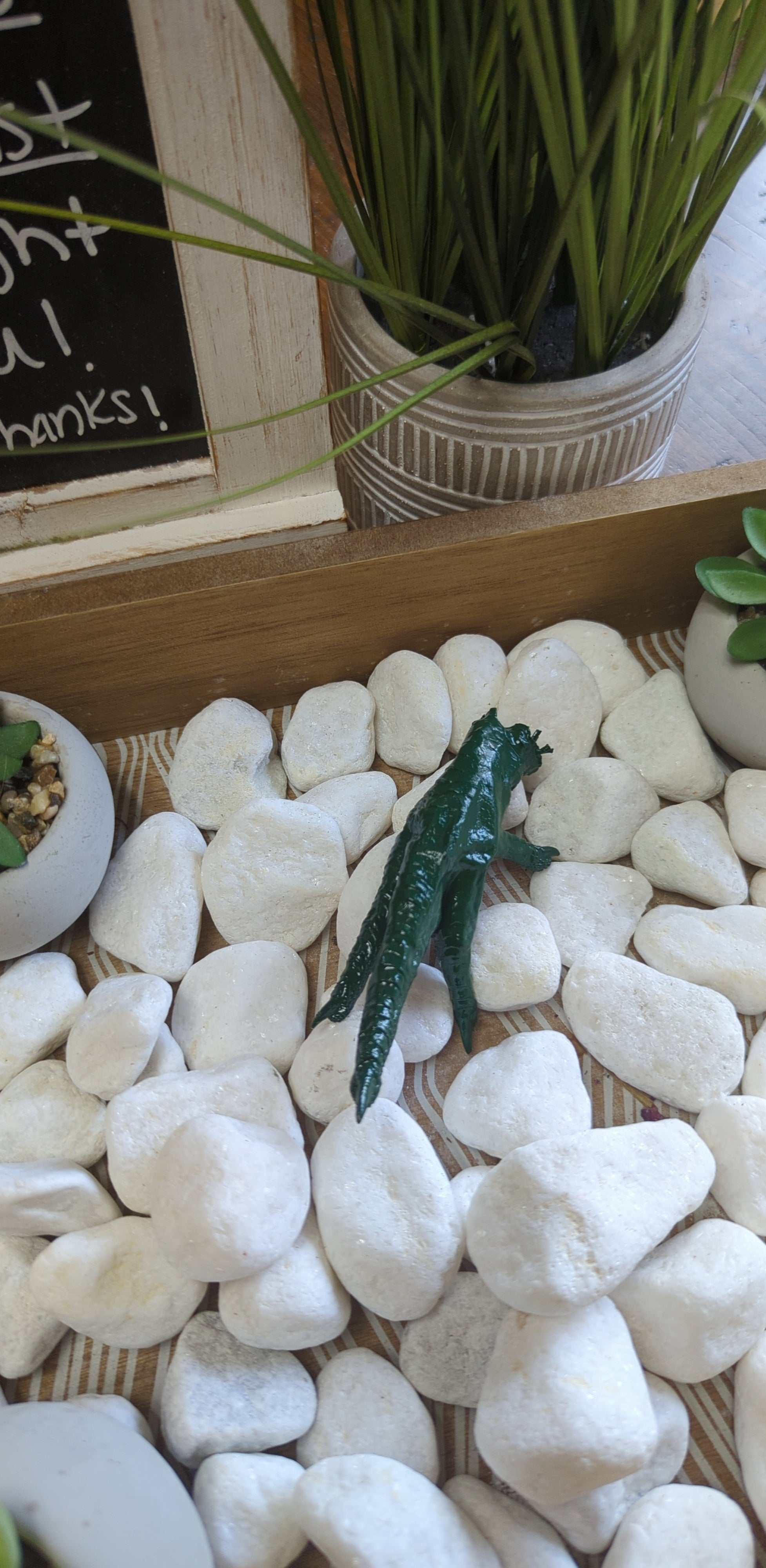 Money Charm Chicken Foot for establishing manifesting abundance