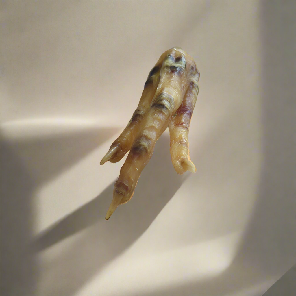 Charmed Chicken Foot for protection rituals and spiritual use.