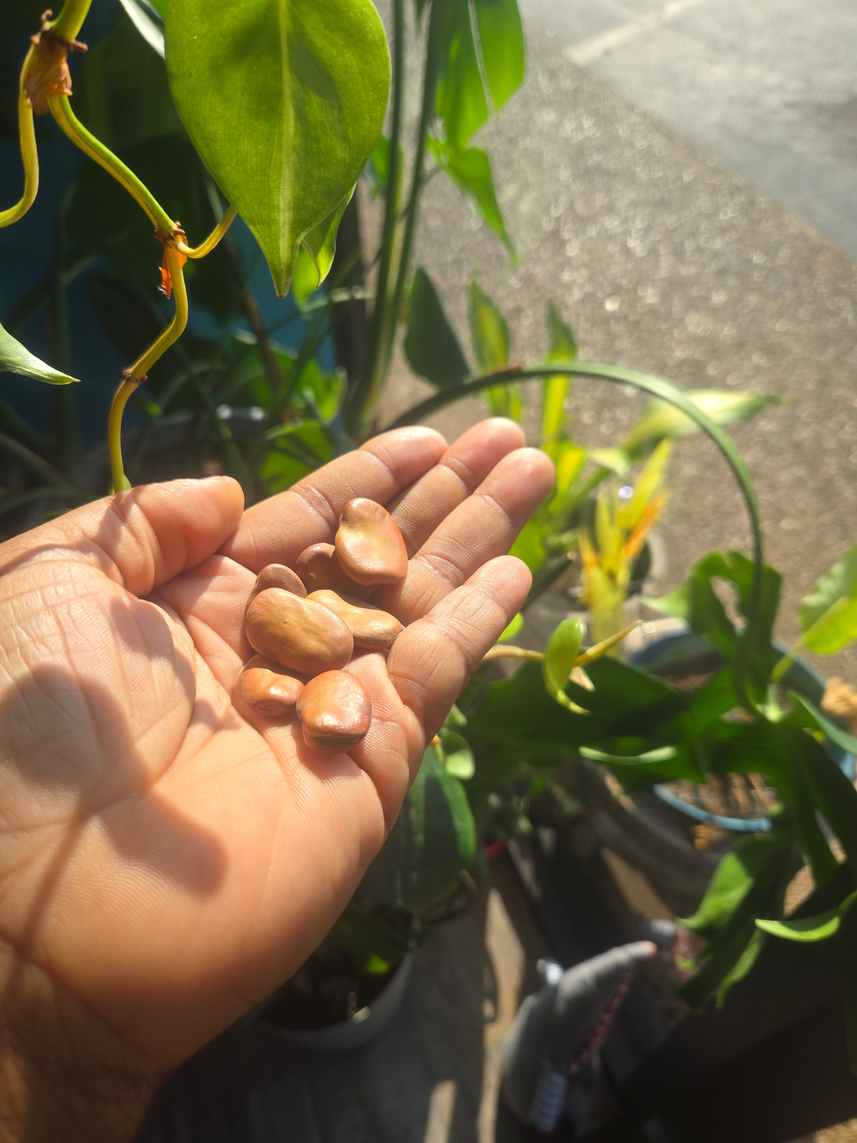 "Fortune's Whisper: Mojo Wish Beans for Abundance and Manifestation"
