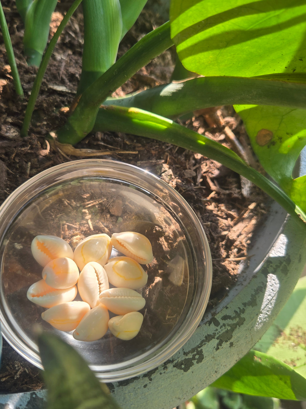 "Echoes of Ancestors: The Sacred Role of Cowrie Shells in Altar Work"