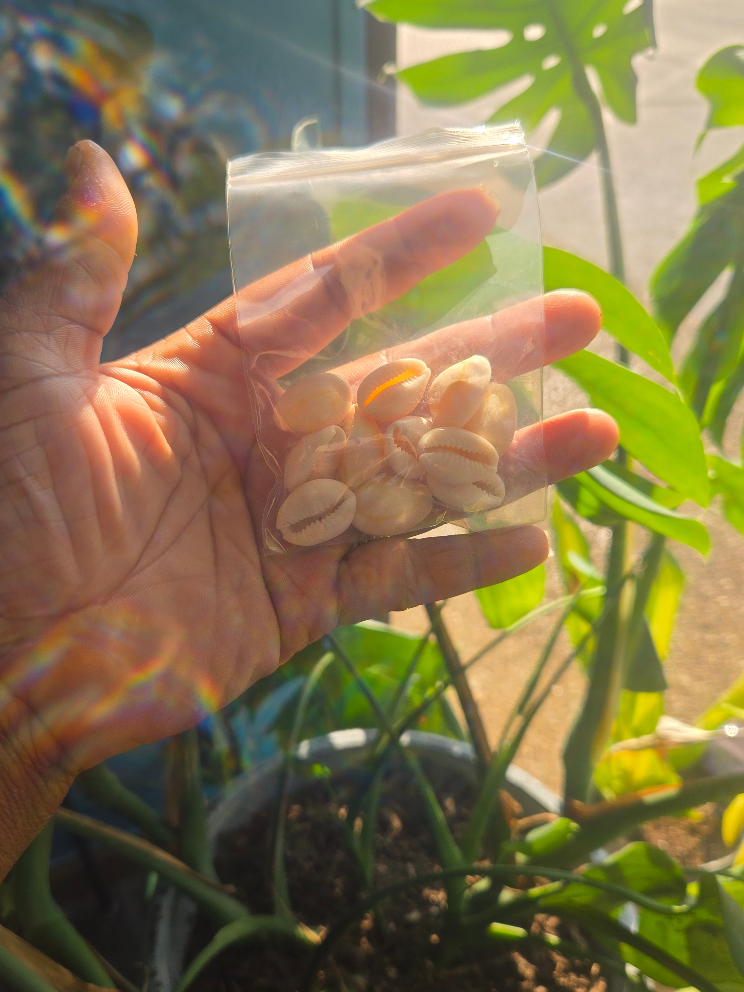 "Echoes of Ancestors: The Sacred Role of Cowrie Shells in Altar Work"