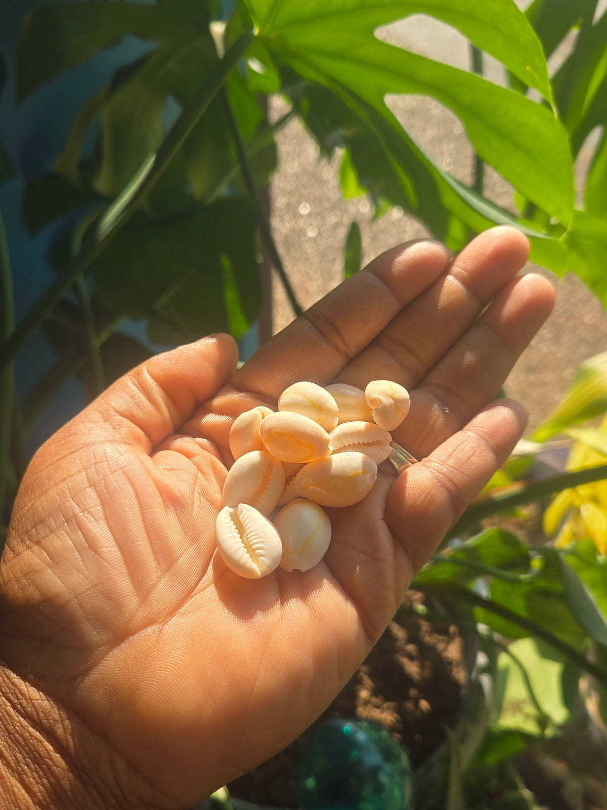 "Echoes of Ancestors: The Sacred Role of Cowrie Shells in Altar Work"